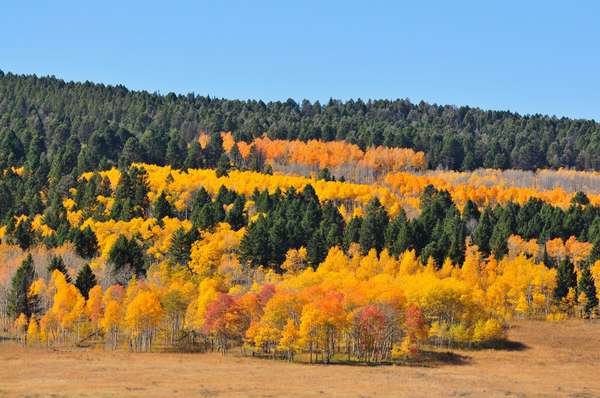 page cover